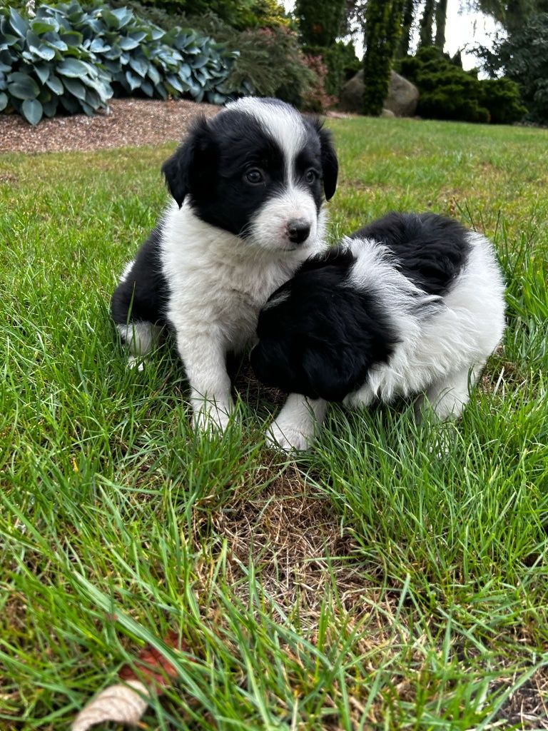 Piesek szczeniak Border Collie czarno biały