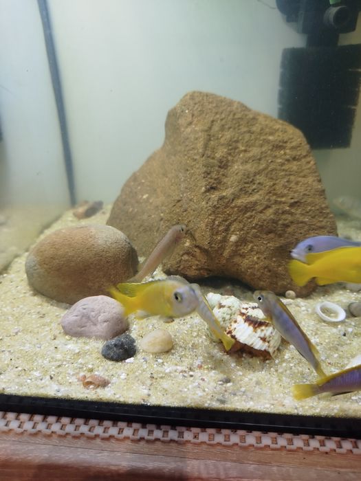 Pyszczaki Chindongo Saulosi Taiwan Reef samce