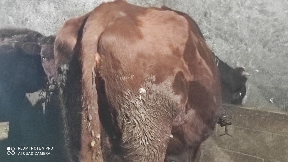 Продаёться глубоко стельная корова