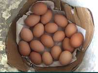 Vendo ovos caseiros