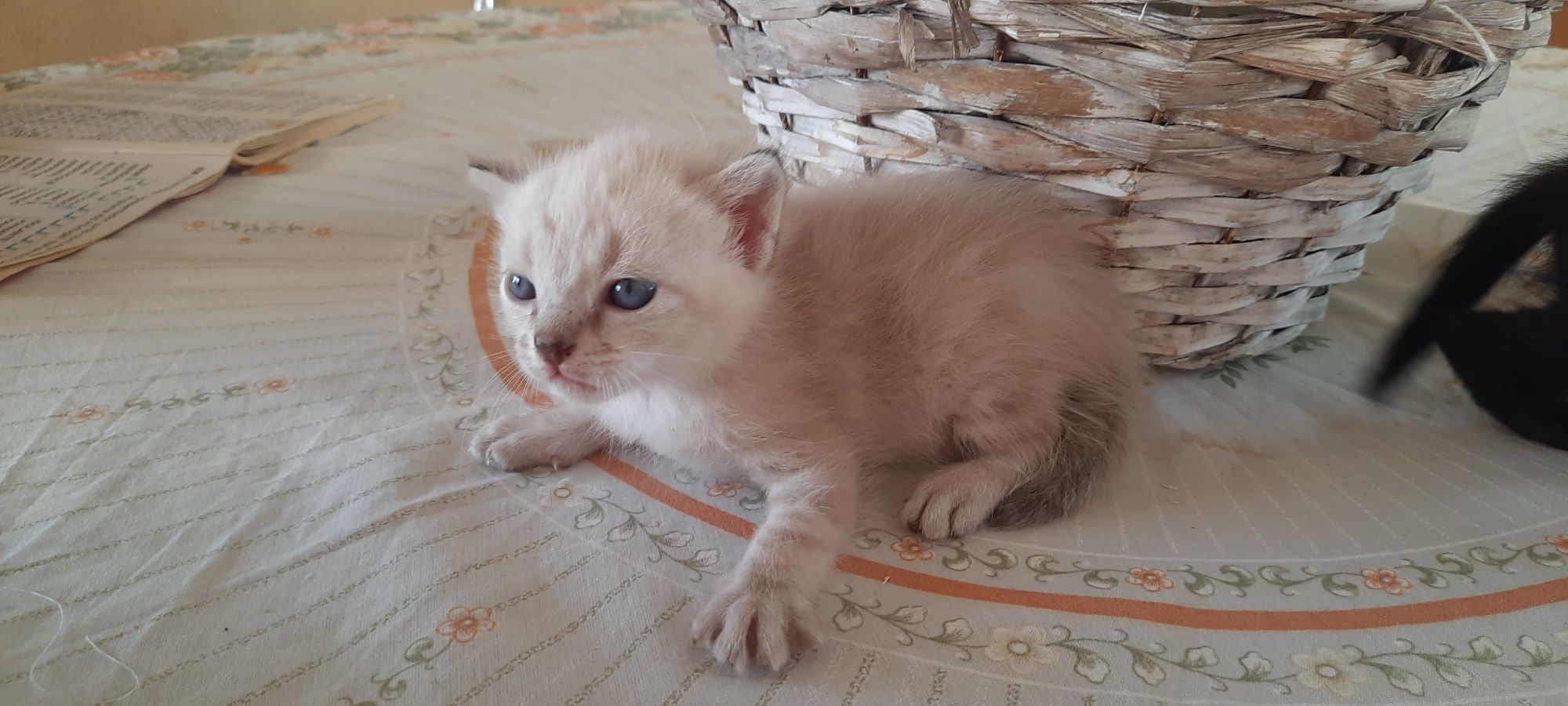 Gatinhos bebés para adoção