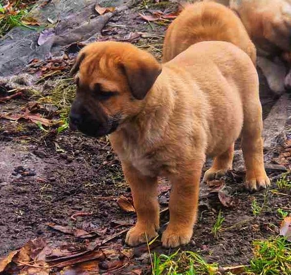 Хлопчик кане корсо.  Майже 2міс. Яскравий!