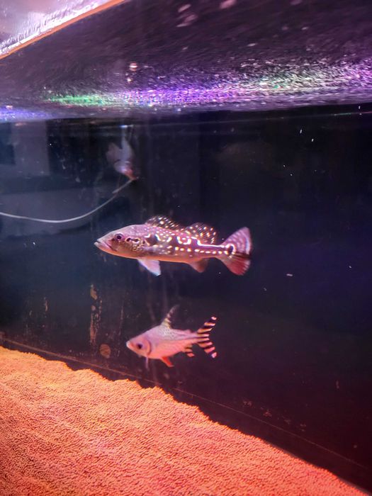 Gurami Red tail & cichla xingu