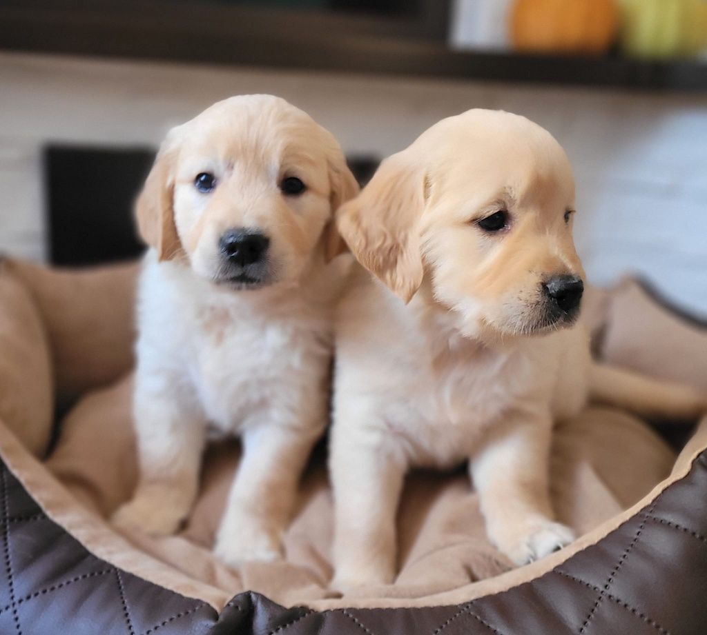 Golden Retriever gotowe do odbioru