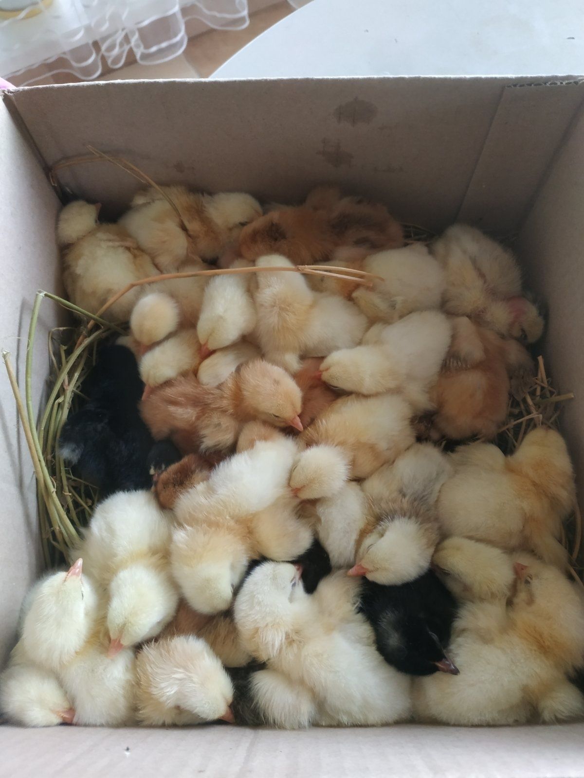 Продамо  курчата
