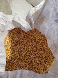 Кукурудза пшениця