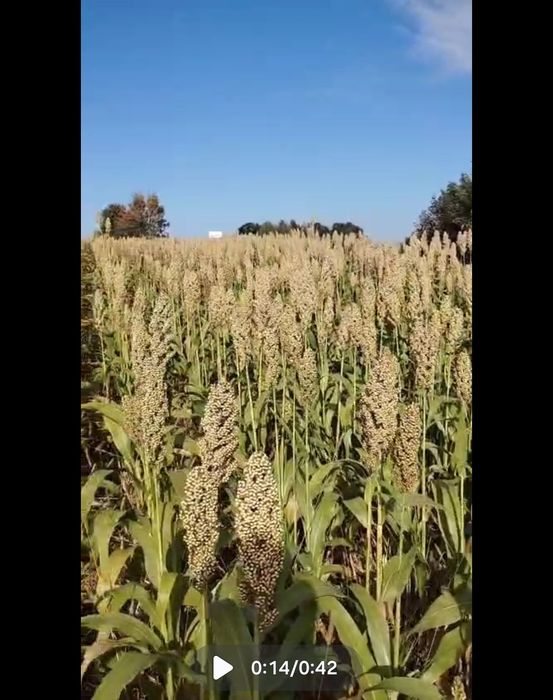 Sorgo czerwone w kłosach