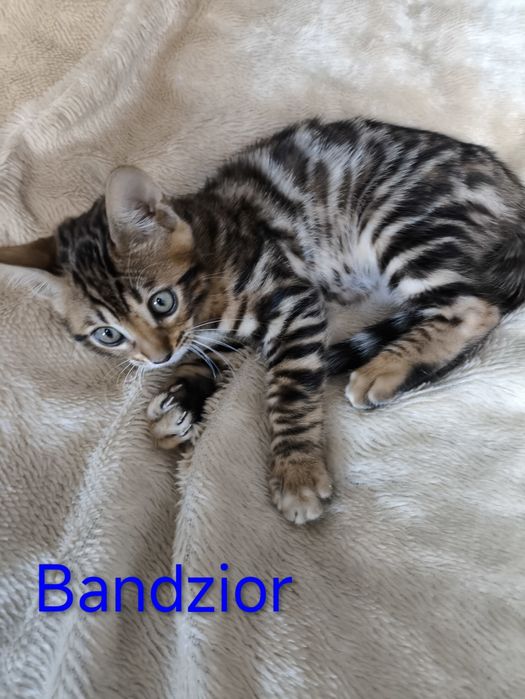 Kotek, kotki bengalskie