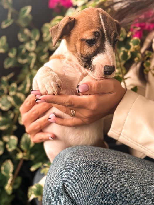 Jack Russell Terrier piesek