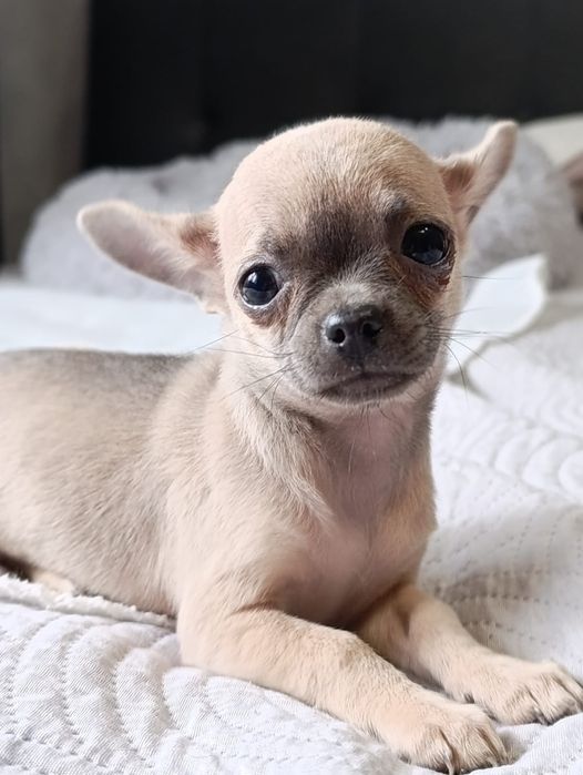 Chihuahua  Śliczna  suczka