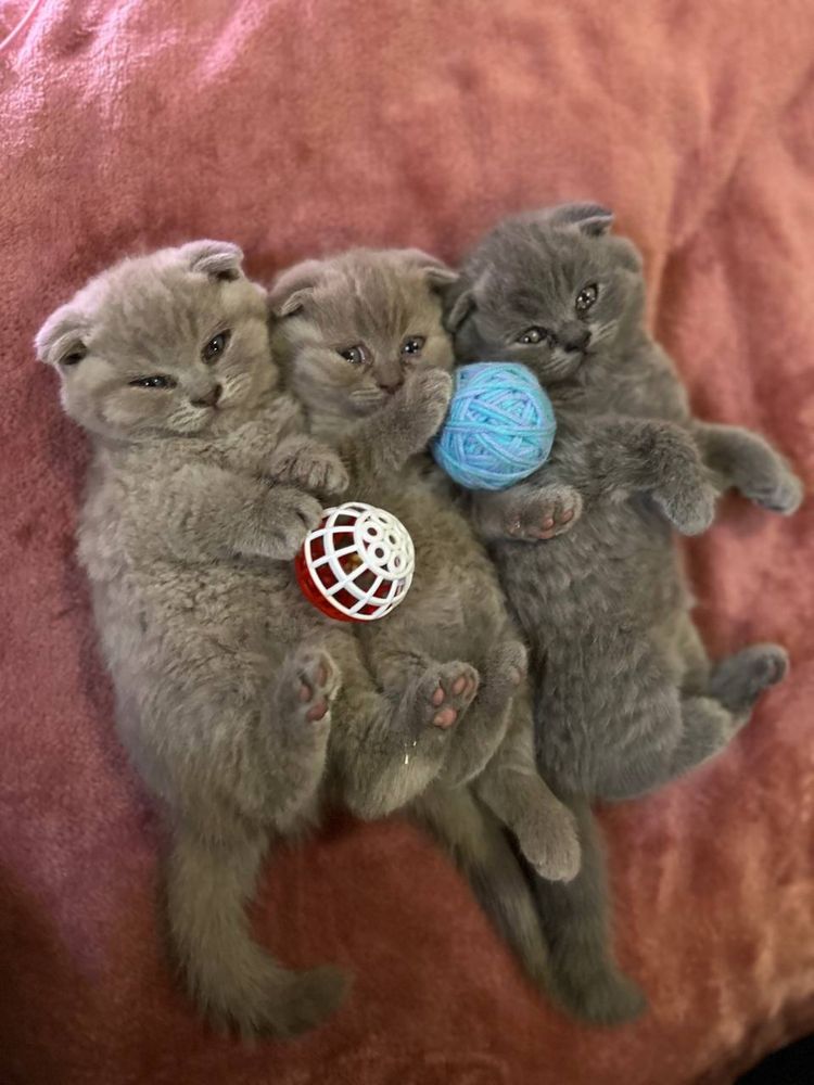 Кошенята шотландські висловухі