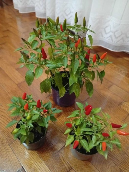 Перець декоративний