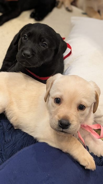 Labrador Retriever – biszkoptowy (suczka) szczeniak z rodowodem