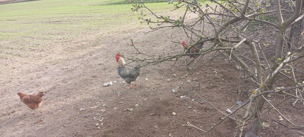 Sprzedam lub zamienię