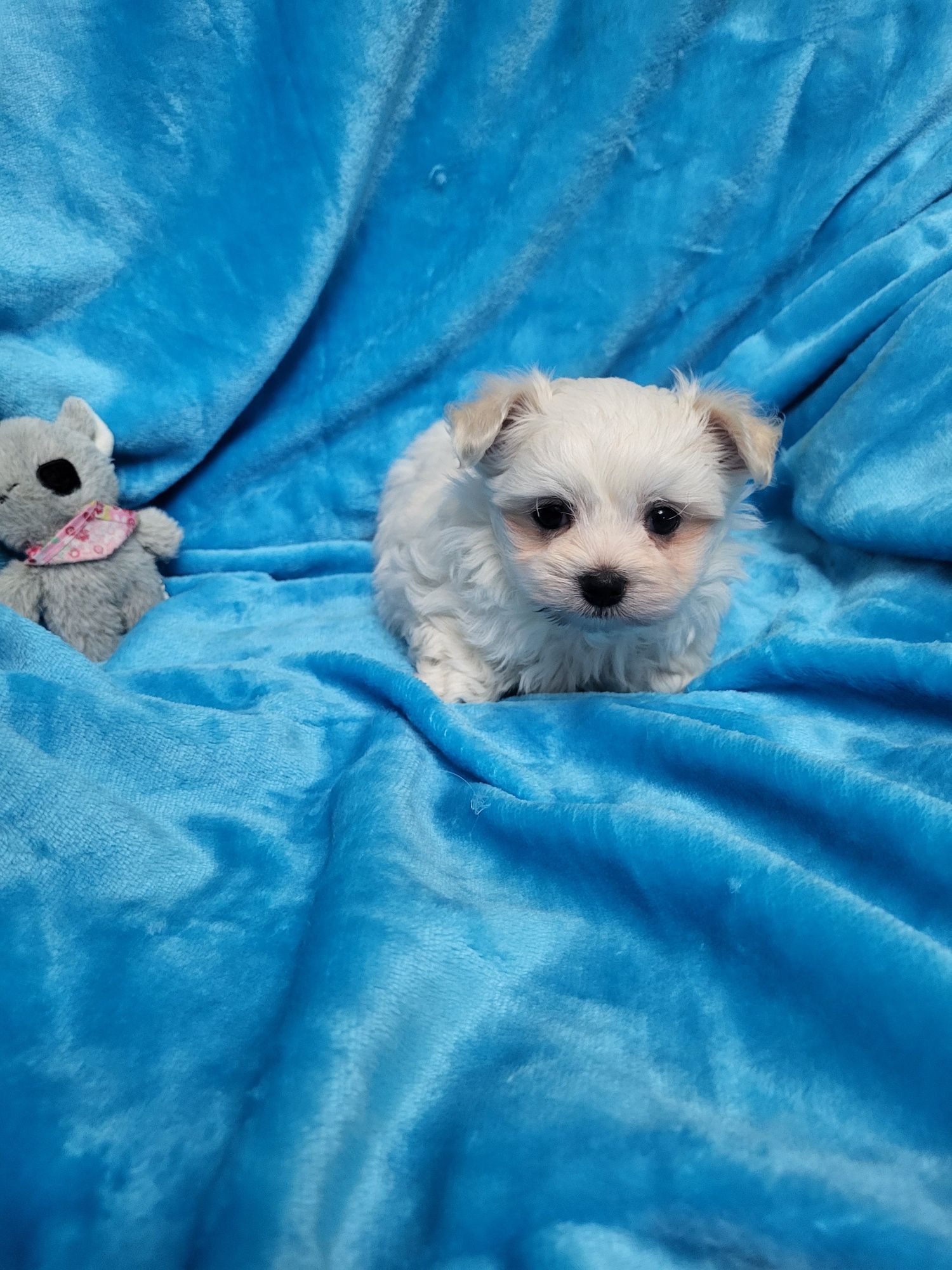 Bichon Maltês menino