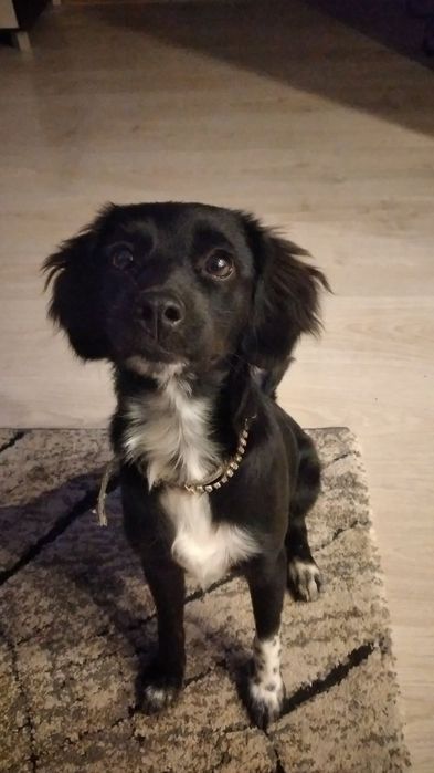 Przyjazny młody piesek - Tosia