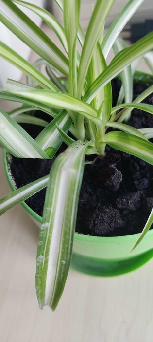 Хлорофітум вазон з горщиком 0,8л