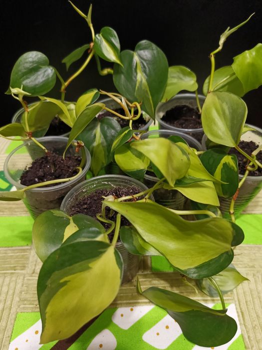 Філодендрон бразіл мірт паперомія гібазіс традесканції калізії