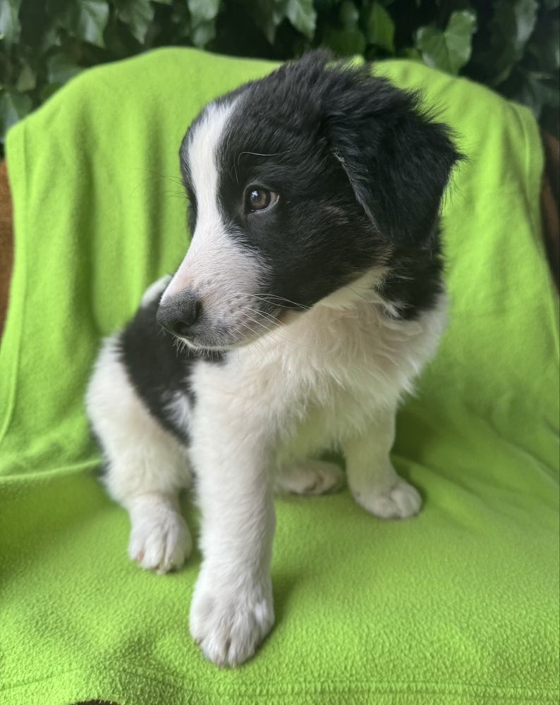 Piesek Border Collie czarno-bialy.gotowy do odbioru