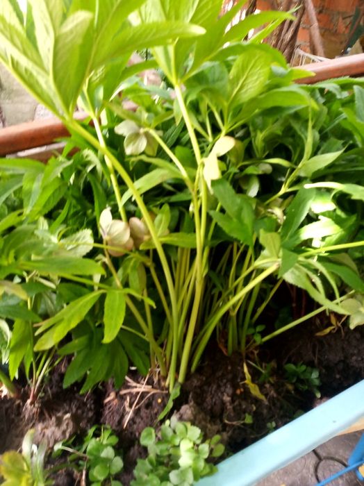 Кусты морозника лекарственного