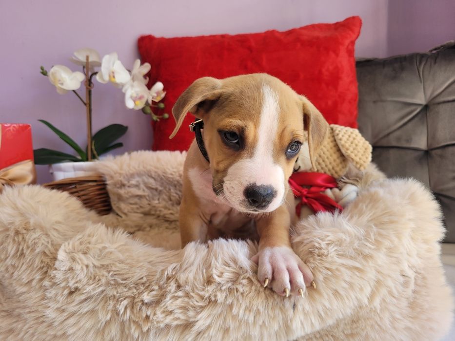 Kochany szczeniak amstaff!