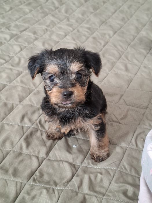 Йорки бронювання