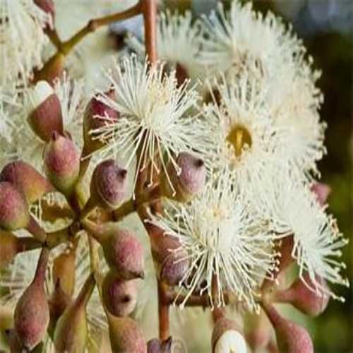 Евкаліпт Корімбія цитріодора / Corymbia citriodora  Lemon-scented Gum