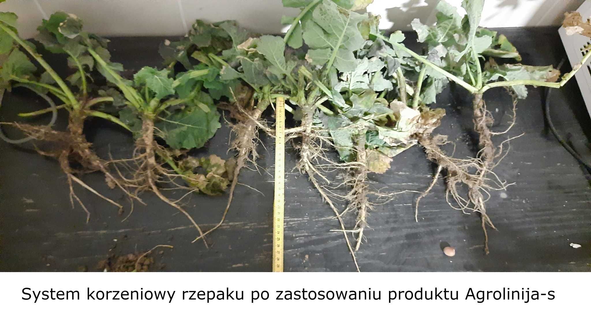 AGROLINIJA-S  Humus 25L na 10ha Trawy Zboża KONCENTRAT 8-10hA