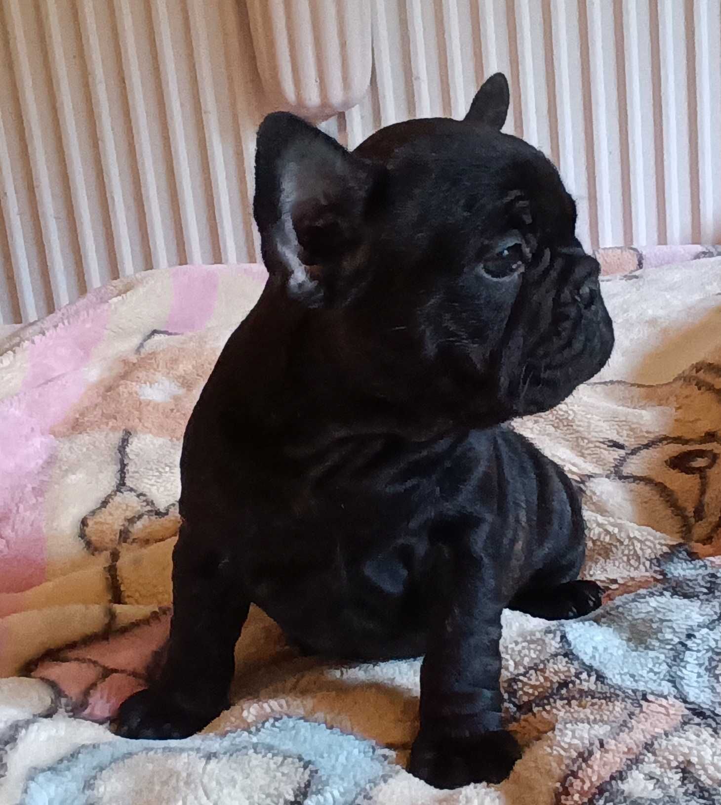 buldog francuski samiec