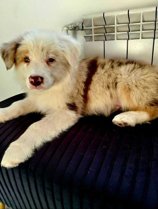 Piękny szczeniak Border Collie FCI