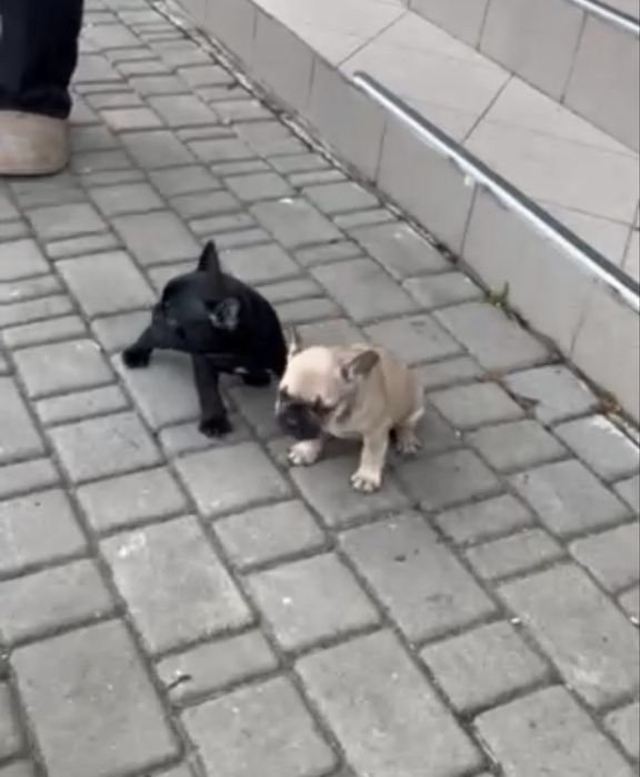 французский бульдог