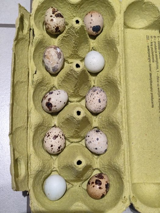 Jaja przepiórcze, jajka, przepiórka, jajeczka, własny chów