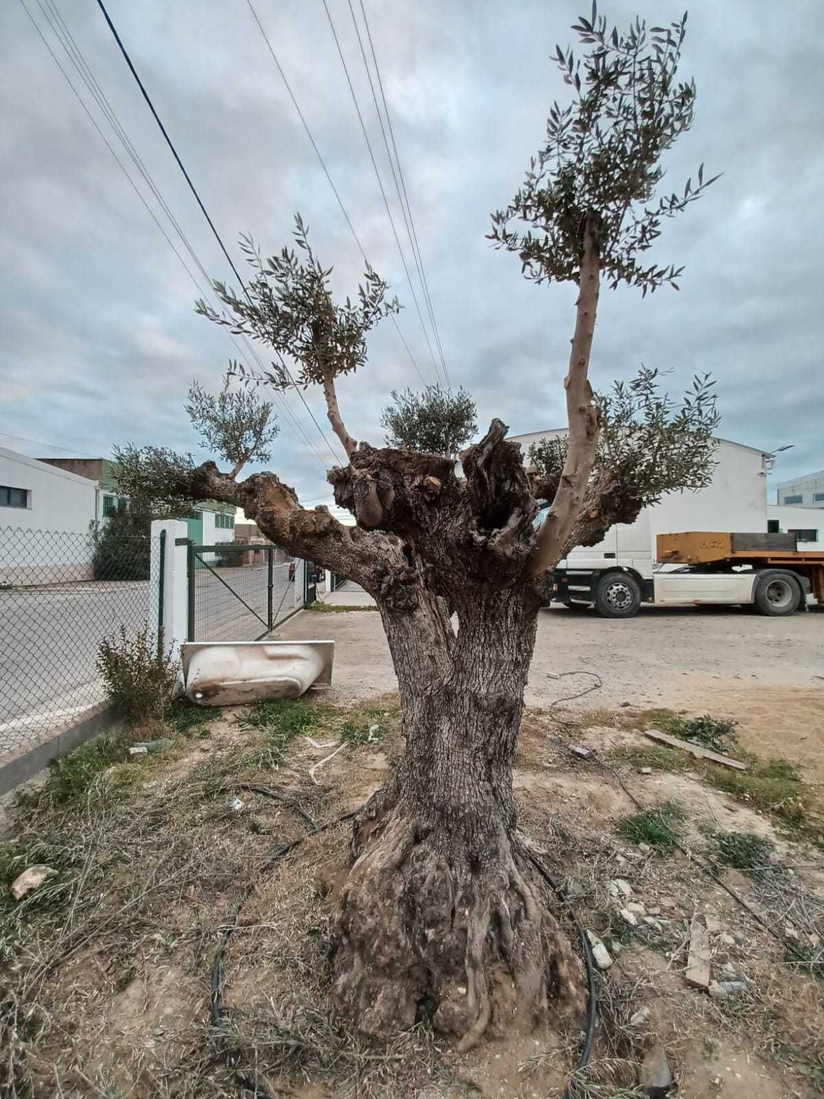 Oliveira Centenária Bonsai »»» must-have for landscape architecture!