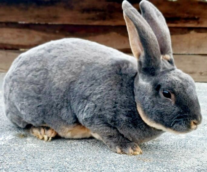 Продаю Кролик Рекс голубой, Новозеландский  Красный, Белый,чорноогнен
