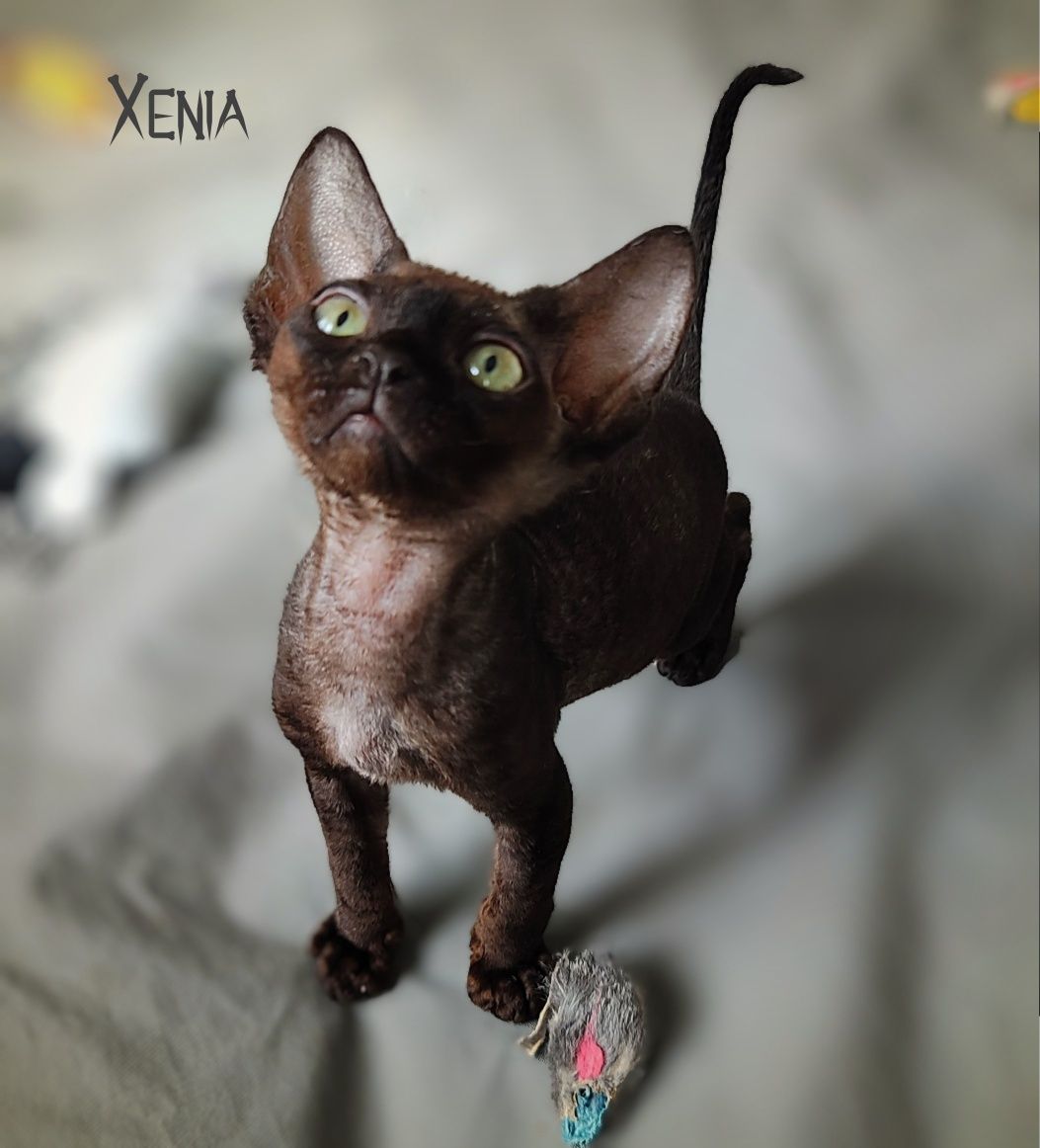 Devon rex Xenia - miniaturowa czarna pantera