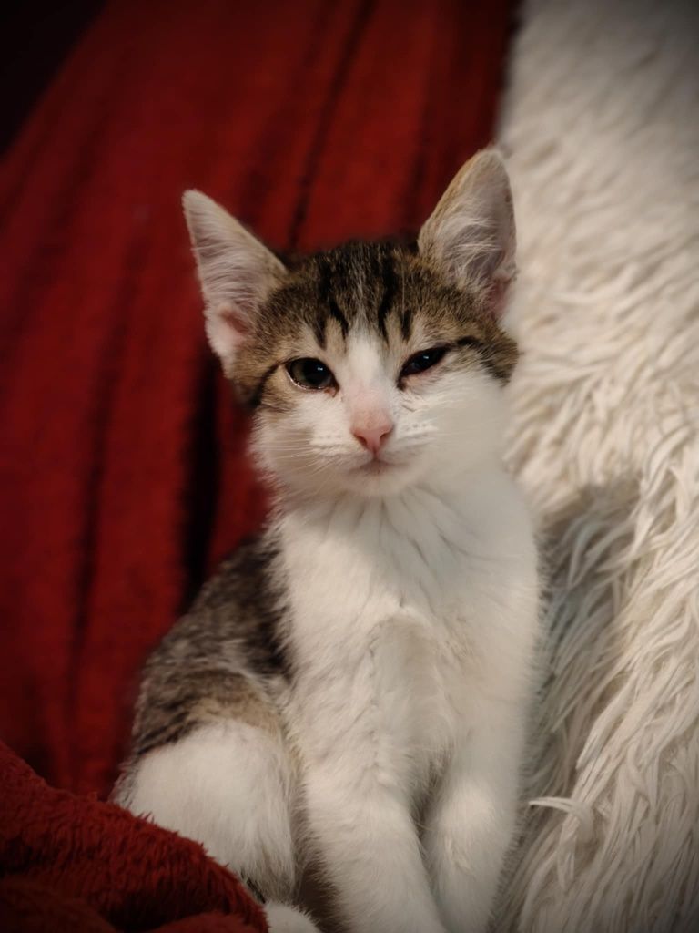 Adopcja balonika kiwaczek