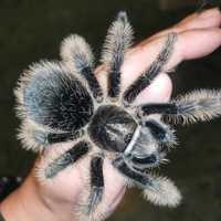 Brachypelma albopilosum-курчавый птициед