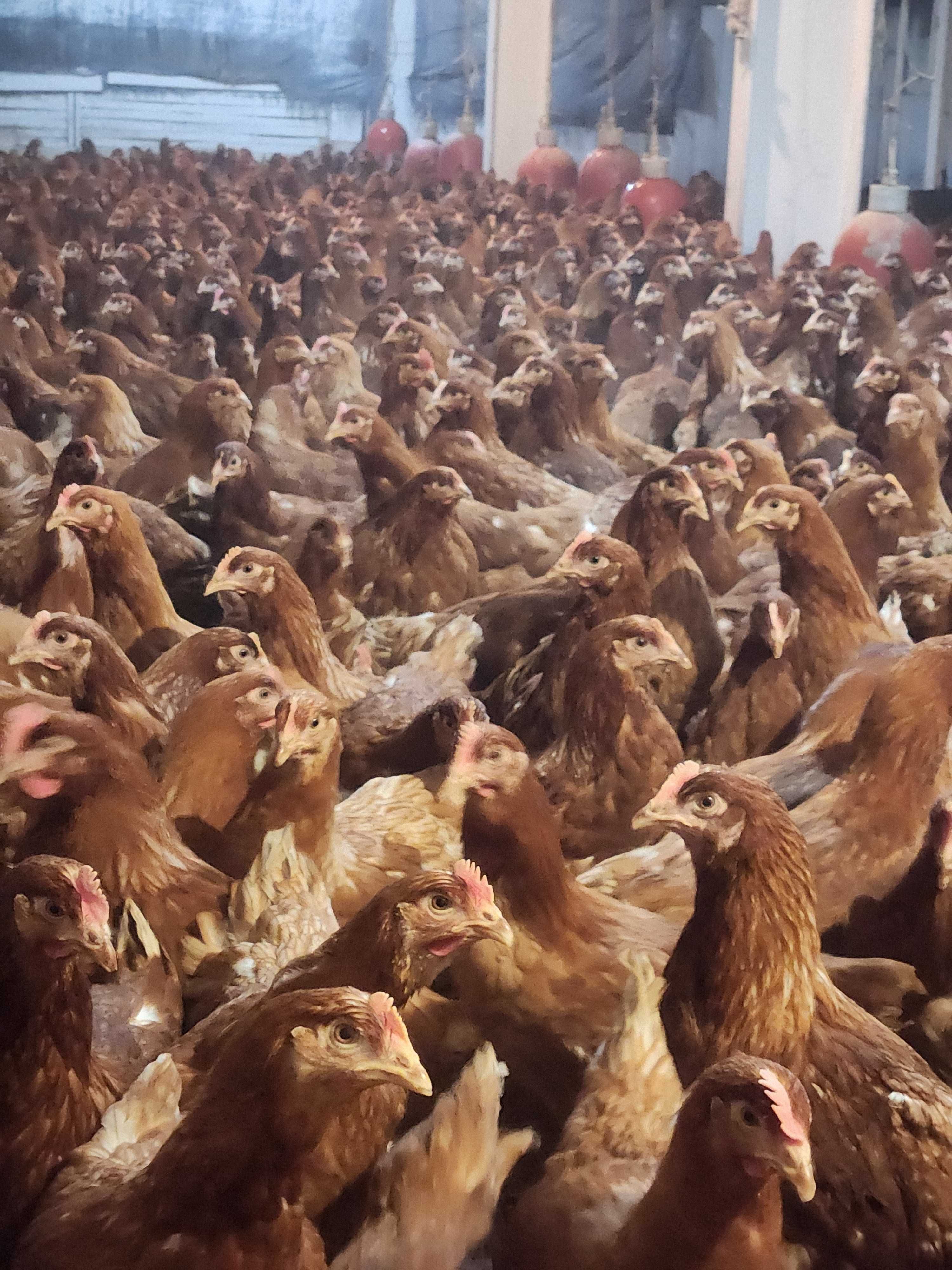 KURY NIOSKI ROSA 1 Kurki z pierwszym jajkiem.Messa Leghorn.25tyg.DOWÓZ