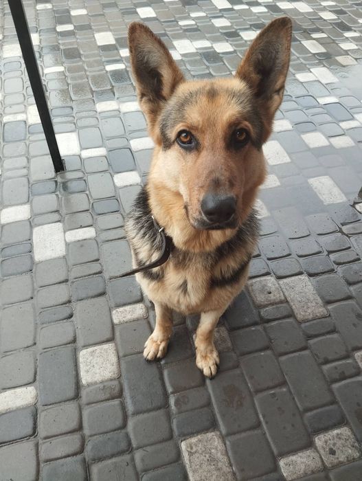 Хлопчик 4 роки, шукає своє перше кохання