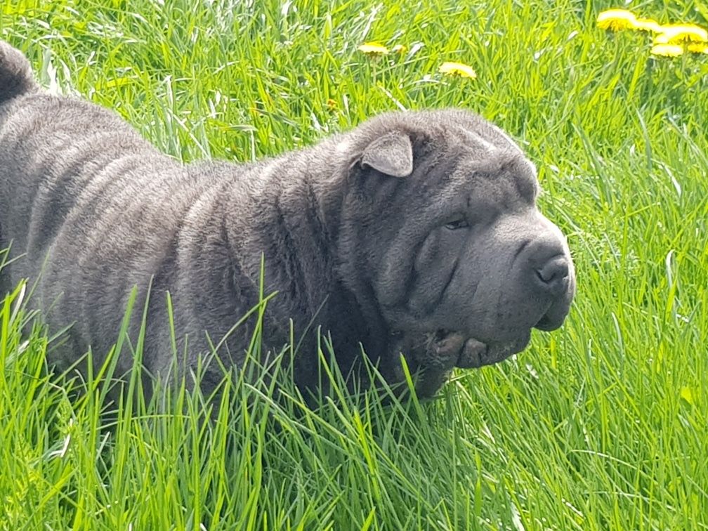 Shar pei piesek blue Derby