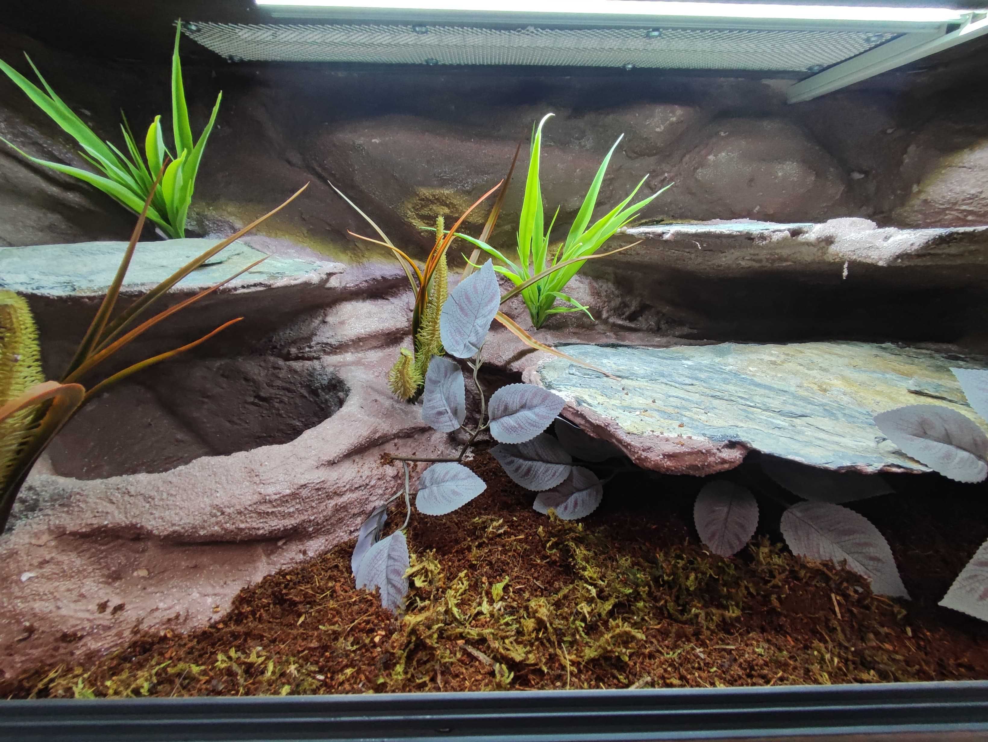 Terrarium tropikalne nr718 80/40/40 dla węża boa pyton DOSTĘPNE
