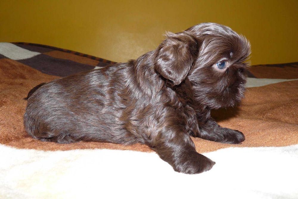 Shih Tzu, suczka Gabi do odbioru od 18 października.
