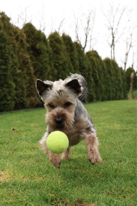 York yorkshire terrier terier pinczer szpic west szkocki border