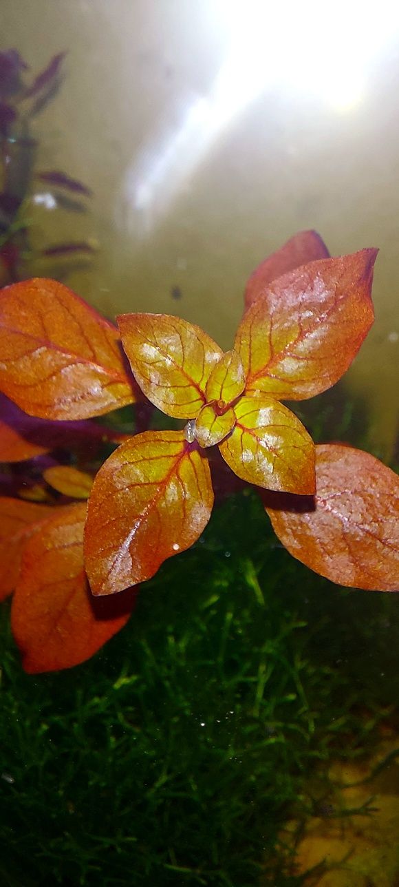 Ludwigia Super Red planta para aquário ou lago