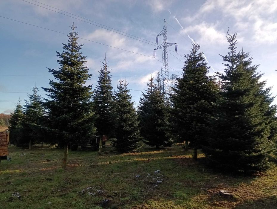 JODŁA KAUKASKA duże choinki bożonarodzeniowe 3-10 metrów