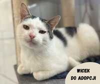 Sympatyczny kot Wicek szuka domu!