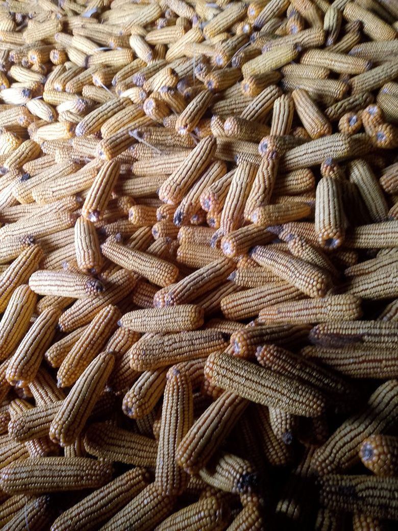 Kukurydza suszona w kolbach