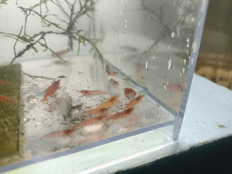 Neocaridina red cherry
