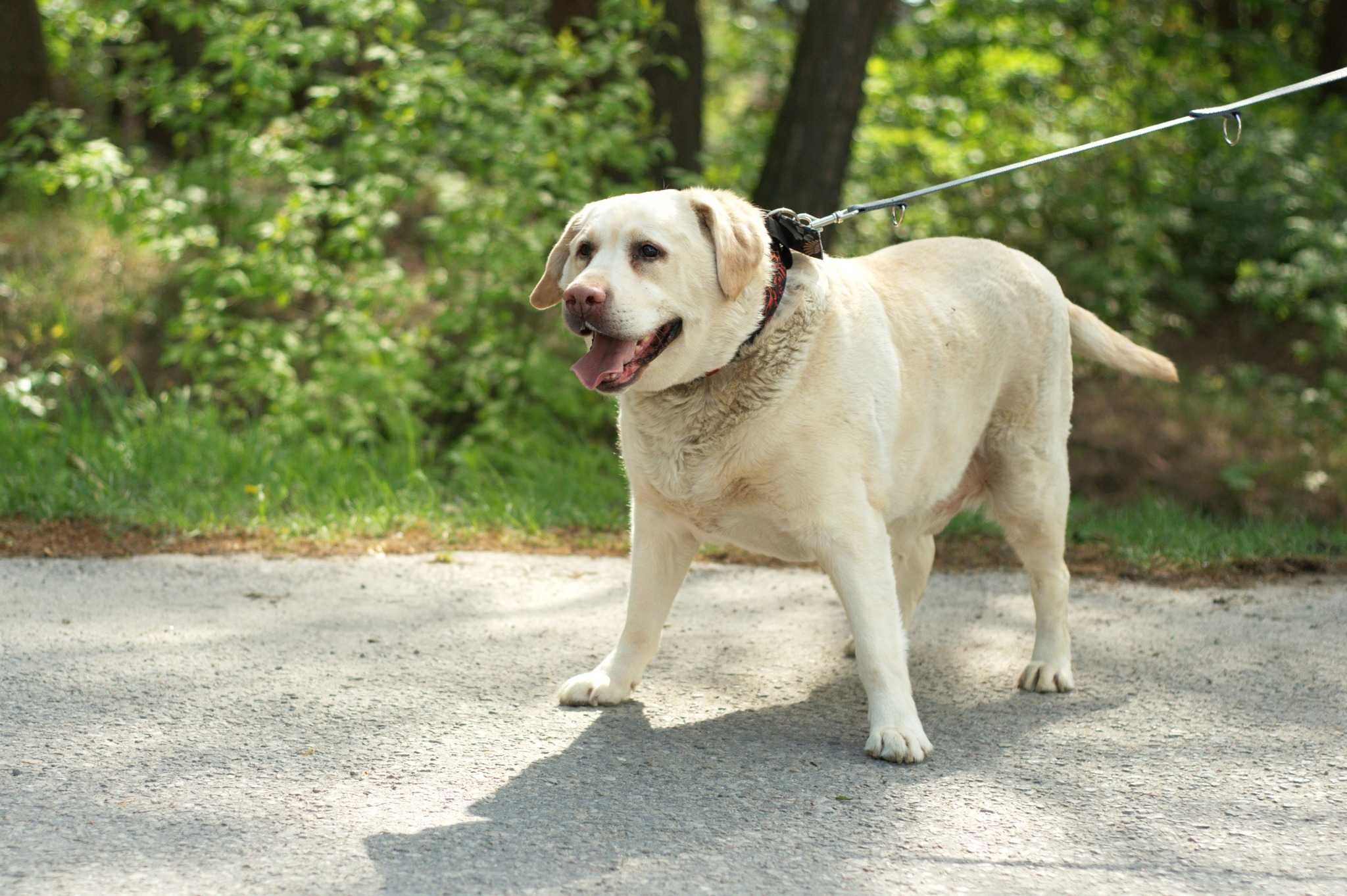 Hero - wspaniały pies w typie labradora do pilnej adopcji