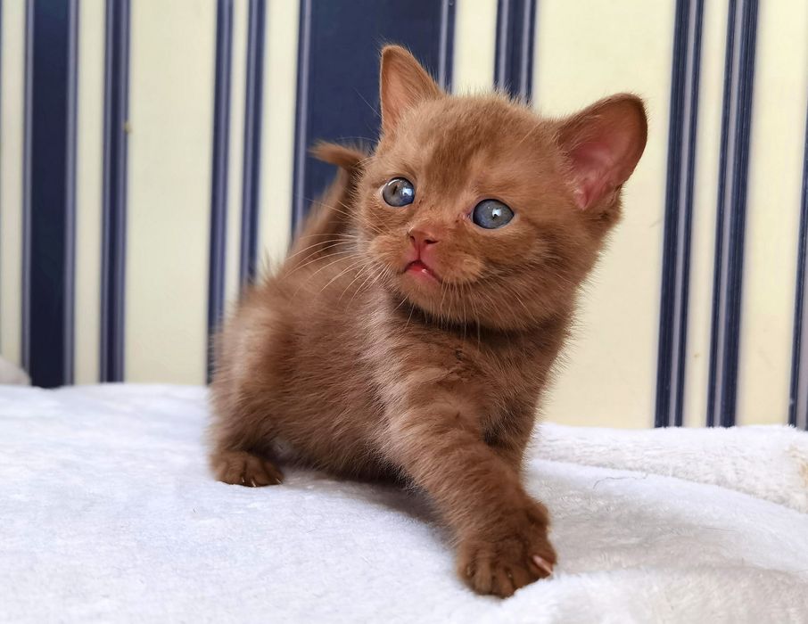 Циннамоновый котик не шоколадный с документами